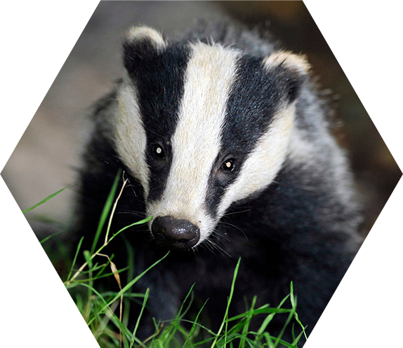 badger control cornwall