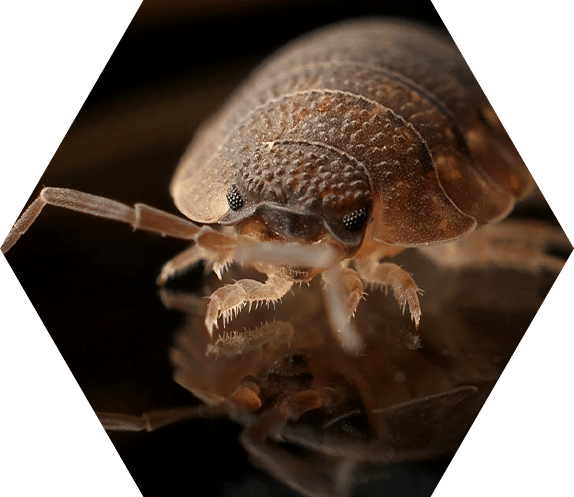 pest control st just