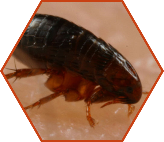 flea control cornwall