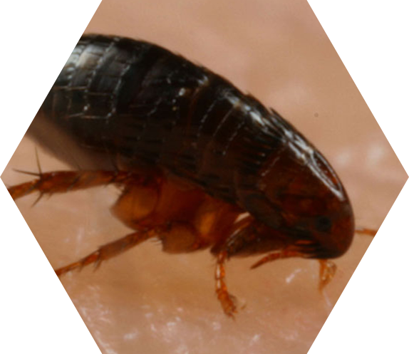 pest control Tiverton