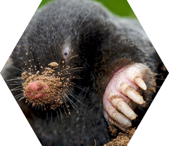 pest control Paignton