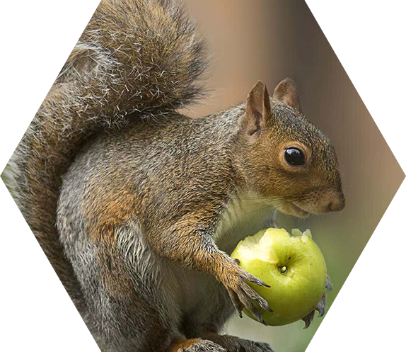 pest control helston