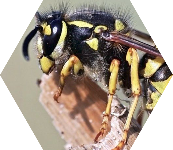 wasp nest removal cornwall