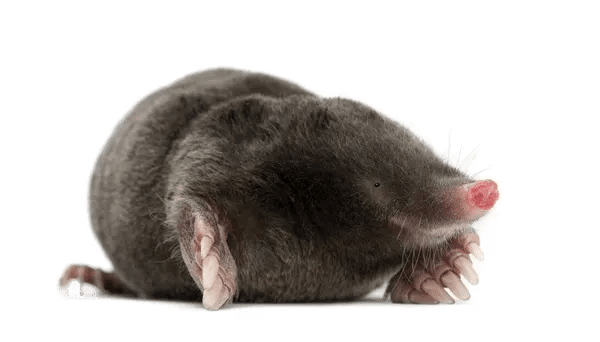 pest control st columb major